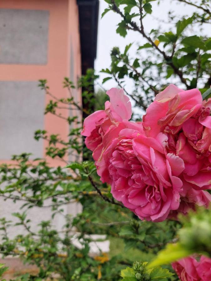 R24, Rose House Hotel Ljubljana Ngoại thất bức ảnh